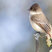 Eastern Phoebe